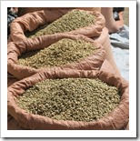 Yergacheffe beans