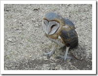 One lonely baby owl