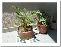 Some of my plants