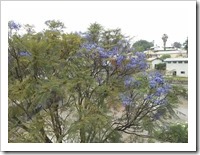 Outside the bedroom window