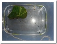 Ethiopian tadpoles