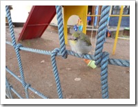 The baby bird