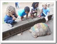 Tortoises are fascinating