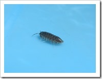 Wood louse - in the washing-up bowl