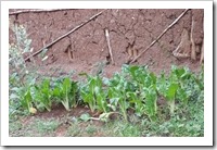 GomenCrop