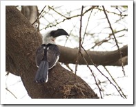 Hornbill