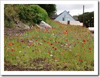 Wild flowers in Pembroke