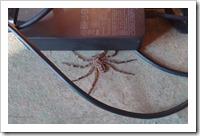 Species please? 