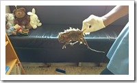 The rat in the waiting room