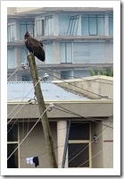 Still there. His friends are over here on our roof.