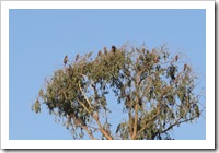 Most of them are black kites. There's one vulture.