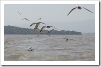Terns in hot pursuit of our boat