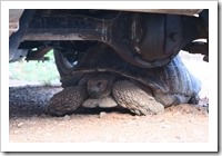 He tried to get out by heading for the diff. Bad idea.