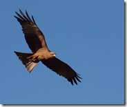 Kite