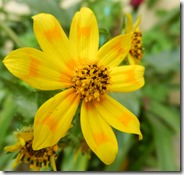 Meskel-Daisy