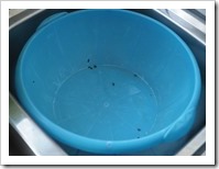 Many wood lice - in the washing-up bowl