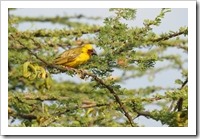 A Weaver bird at Langano