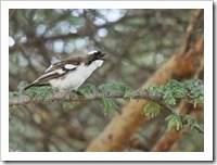 A White-browed Sparrow-weaver.