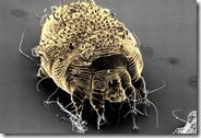 Scabies Mite