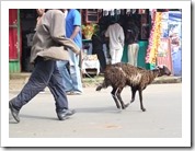 Sheep-1