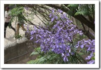 Jacaranda, no sunbird - sorry.