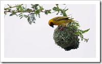 A weaver bird, weaving