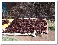 Chillies drying in the sun