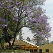 Jacaranda in bloom