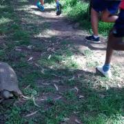 The tortoise on the track