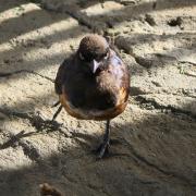 Angry Bird